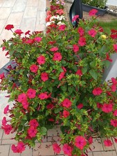 Mexikanische Wunderblume Samen Mirabilis jalapa -