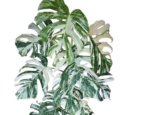 Monstera variegata 160cm groß - variegata,