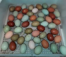 🖤   - TOP !  (Keine)