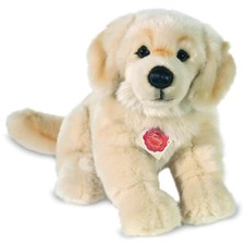 Golden Retriever Von Teddy