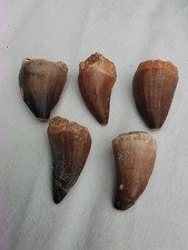 5 Dinosaurierzähne Mosasaurus, Echte Fossilien Versteinerungen, ca. 4-5 cm