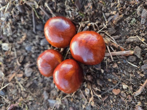 20kg kastanien frische ernte - frische,