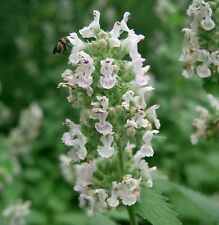 SAMEN KATZENMINZE Garten Schönheit Veranda dekorative Blumenkasten Steingarten