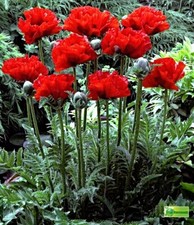Samen Türkischer Mohn "Scarlet o'Hara", Papaver orientale