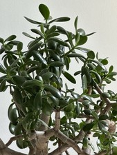 Geldbaum Glücksbringer Pfennigbaum Ableger  mit Wurzeln Top Minimum 20 cm hoch