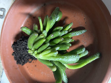 Crassula Gollum Geldbaum Jungpflanze Sukkulente gerollte Blätter #2