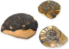 TENET - FOSSILIEN (2 STÜCK