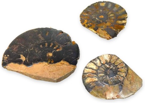 Tenet fossilien 2 stück - tenet,