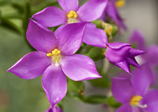SAMEN Orphium orphium frutescens seltene Blume mit, mit einer Besonderheit.