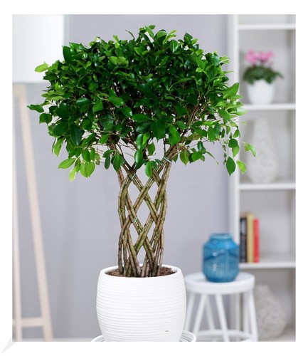 Ficus nitida geflochtener - ficus,