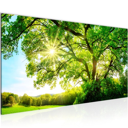 Wandbild natur bilder - natur, xxl