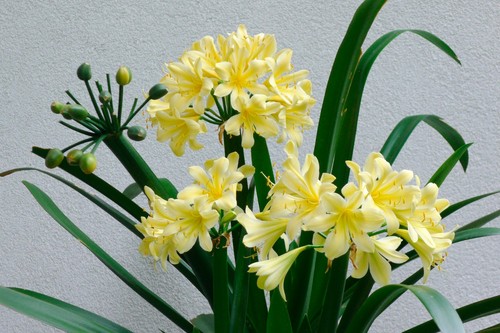 Clivia miniata var citrina - miniata,