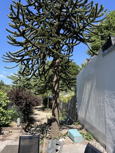 Chilenische araukarie baum - araukarie,