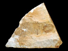 Oligozän  3x Fruchtkörper