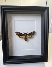 Echte Acherontia Atropos