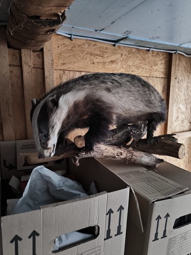 Dachs präparat ausgestopftes - präparat,,