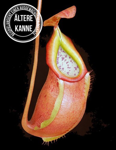 Nepenthes - , glabrata)