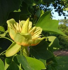 Amerikanischer tulpenbaum - amerikanischer,