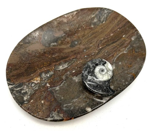 Fm1224 orthoceras seifenschale - fm1224,