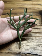 Seltene Rarität Hatiora Rhipsalidopsis Rosea Mini Osterkaktus Rare