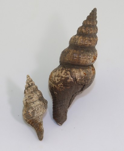 Schnecke aquilofusus - schnecke,,