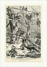 Die Voliere der Großschnäbler und Pfefferfresser Meyerheim Zoo Holzstich A 0603