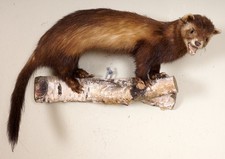 Schönes Iltis Polecat Taxidermy