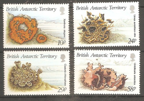 Britische antarktis bat - britische,
