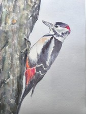 Aquarell Bild. Der Specht. Buntspecht. Vogel. Tiere. Ca 20x30 cm