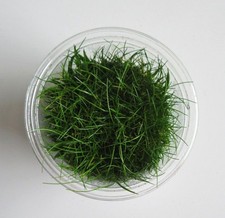 In-Vitro Eleocharis sp. mini - Zwerg Nadelsimse Aquarienpflanze Wasserpflanze