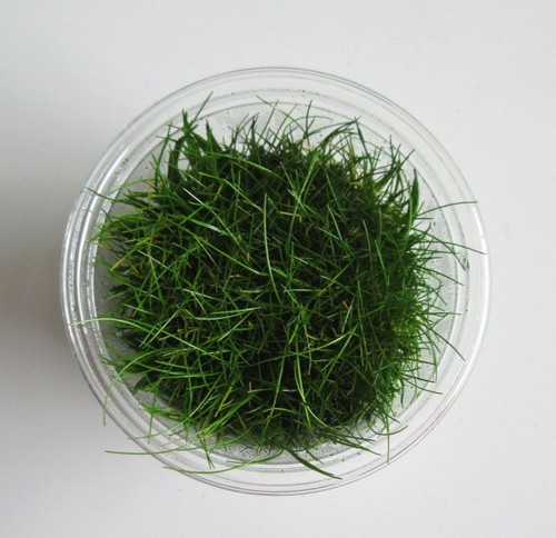 Vitro eleocharis mini - in-vitro,