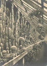 AK - Magdeburg - Städtische Gewächshäuser - Kakteenhaus Innenansicht