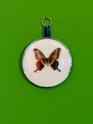 Papilio lormieri