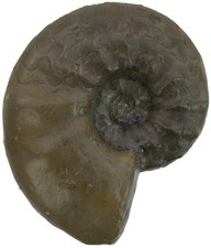 Trias  Ceratites praenodosus