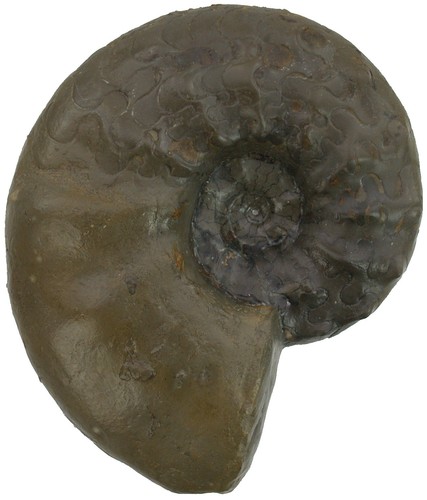 Trias ceratites praenodosus - ,