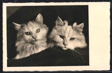 Zwei junge Katzen, Portrait