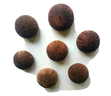 Seeigel Gehäuse, Adriaküste 