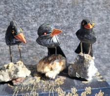 Edelsteinvögel,Rabenfamilie