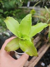 Callisia Fragrans Red Green