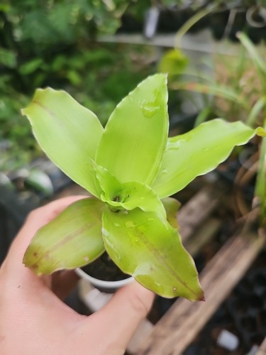 Live plant callisia - pc,
