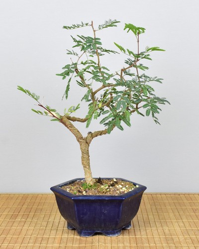 Bonsai indoor arabische - bonsai,