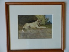 Hunde Rasse Bullmastiff