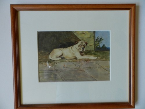 Hunde rasse bullmastiff - rasse,