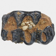 Fossil Backenzahn Molar Gomphotherium Neogen