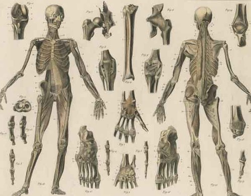 Anatomie medizin skelett - -,