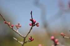 Nikon Ai NIKKOR 85 mm F/2