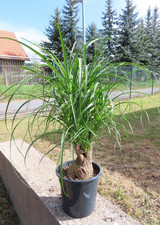 Elefantenfuß Beaucarnea