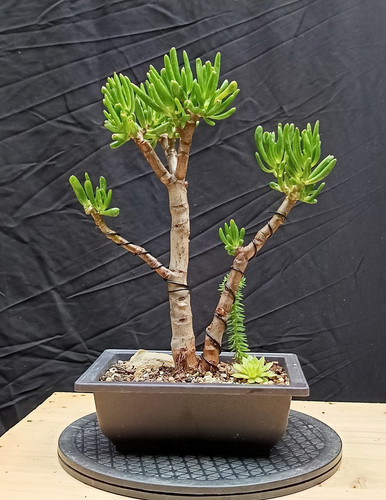 Bonsai crassula ovata gollum - bonsai,