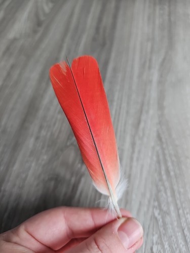 Rote vogelfeder - rote,