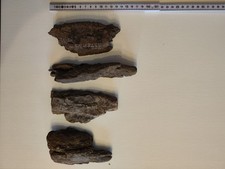 10 Stück Treibholz